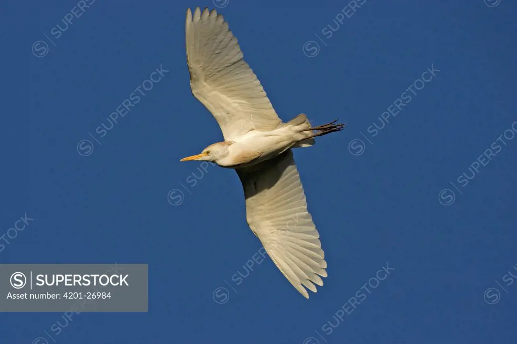 Cattle Egret (Bubulcus ibis) flying, Florida