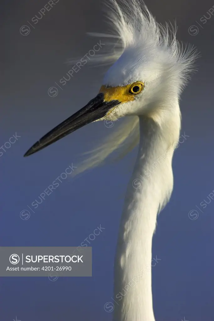 Snowy Egret (Egretta thula) portrait, Florida