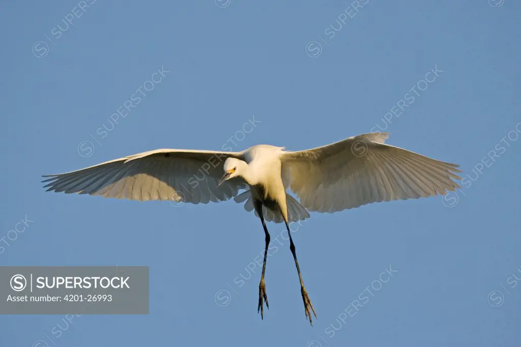 Snowy Egret (Egretta thula) landing, Florida