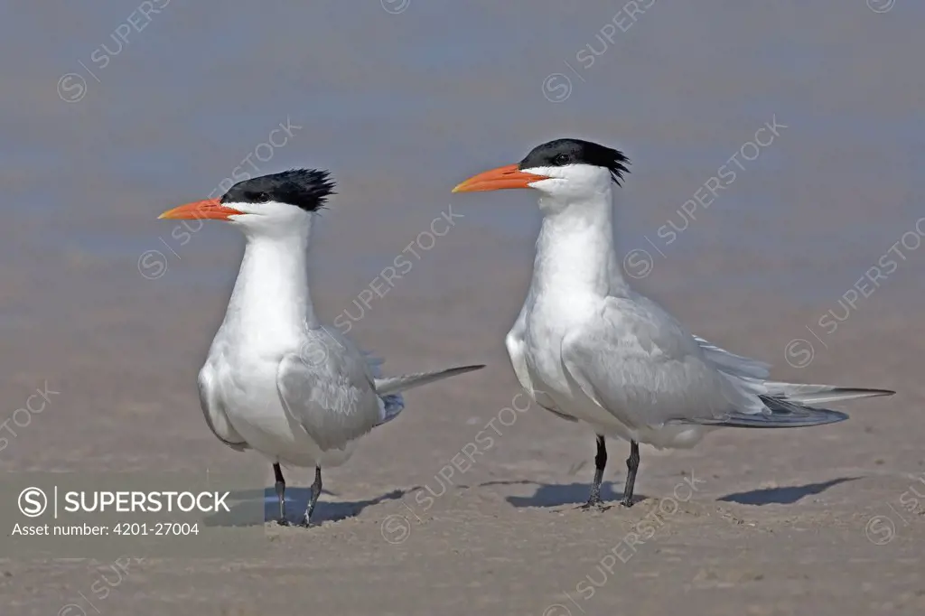 Royal Tern (Sterna maxima) pair in breeding plumage, Florida