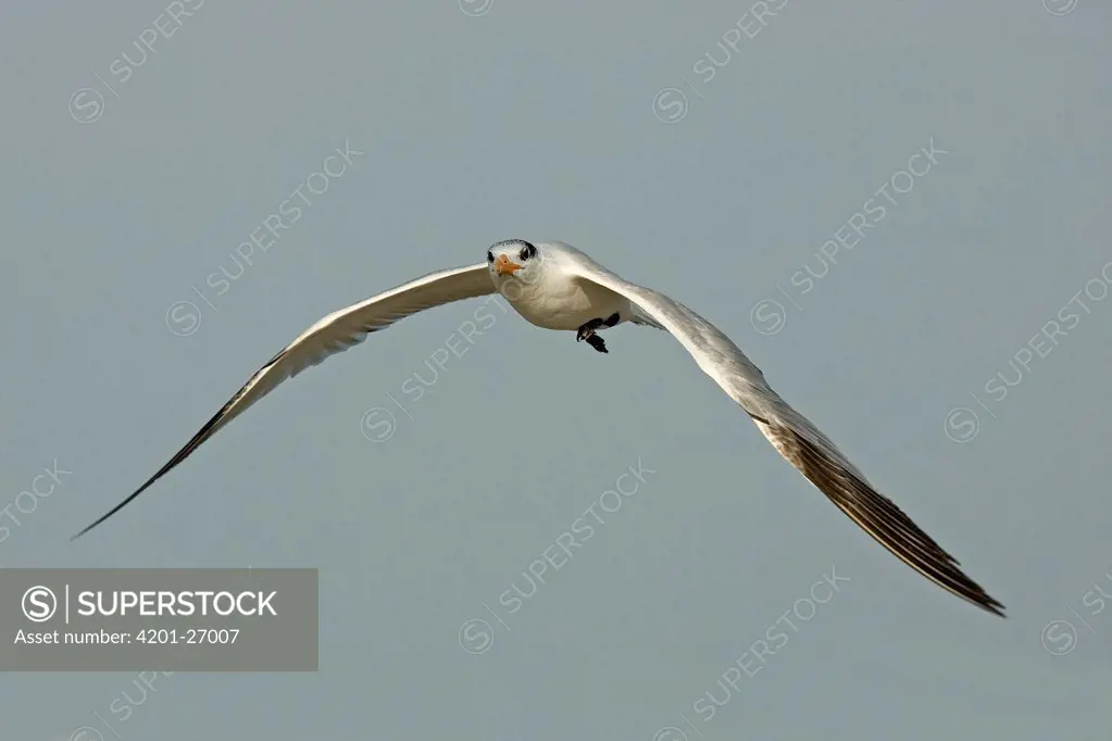 Royal Tern (Sterna maxima) immature flying, Florida