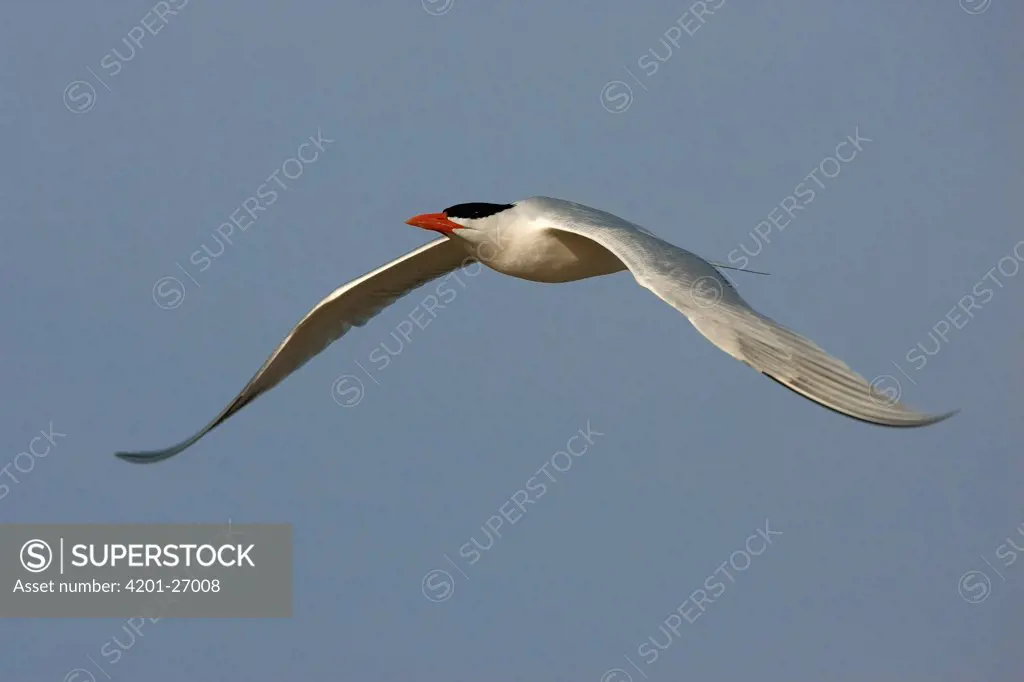Royal Tern (Sterna maxima) flying, Florida