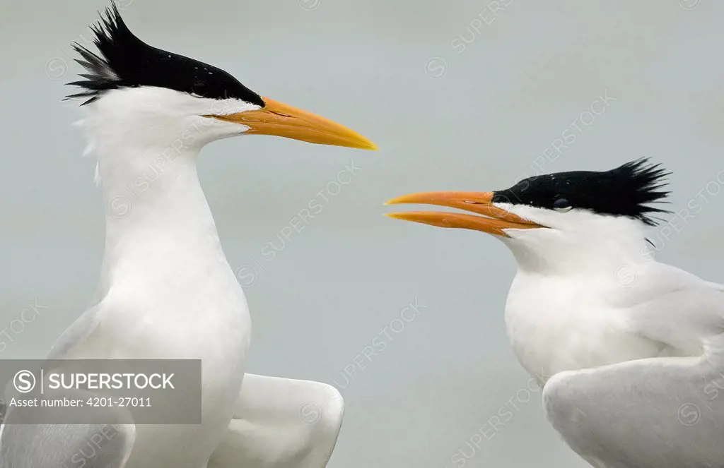 Royal Tern (Sterna maxima) pair, Florida