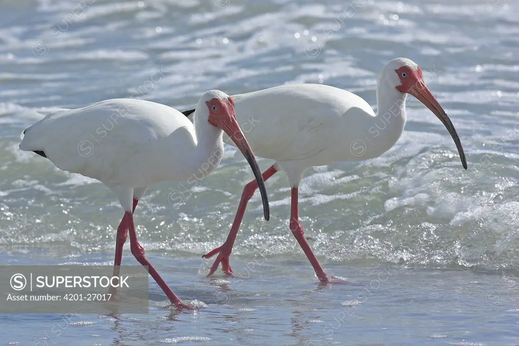 White Ibis (Eudocimus albus) pair walking along the shore, Florida