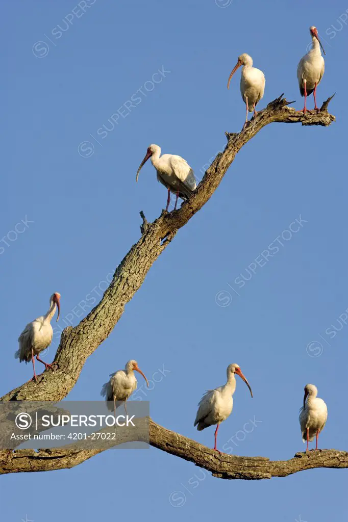 White Ibis (Eudocimus albus) group perching on branches of dead tree, Florida