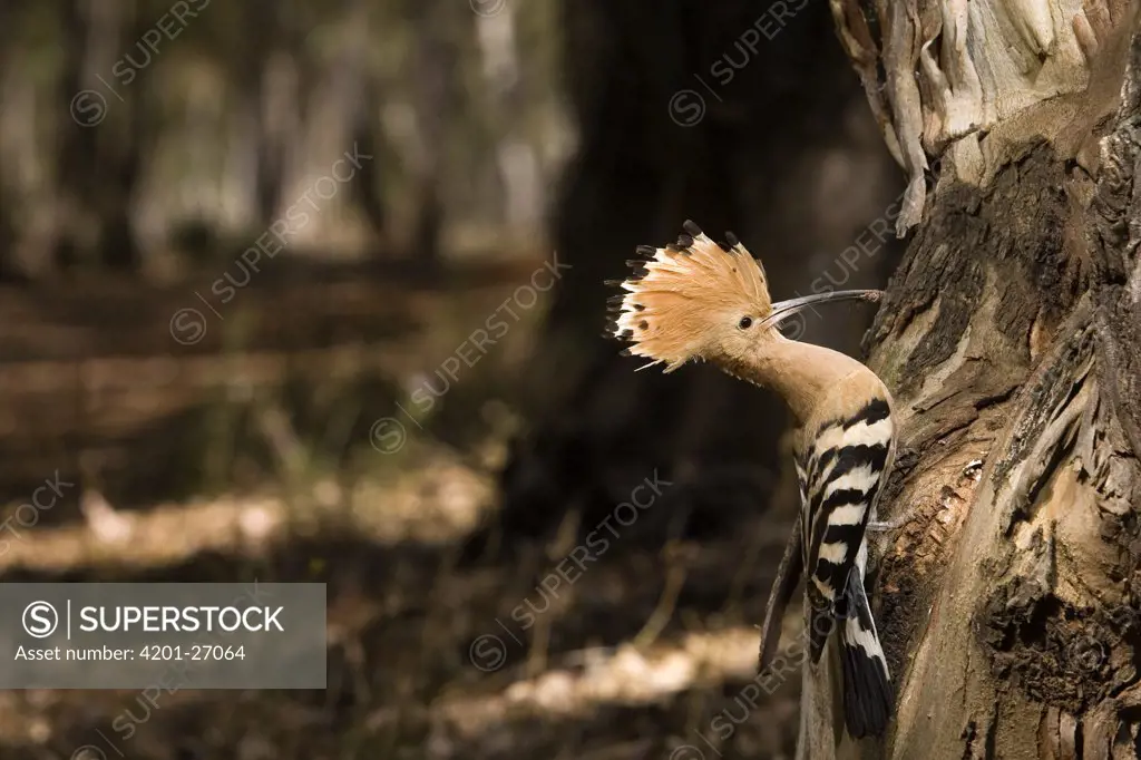 Eurasian Hoopoe (Upupa epops) perching near nest cavity with insect to feed young, Seville, Spain