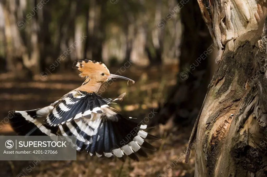 Eurasian Hoopoe (Upupa epops) arriving at nest cavity with insect to feed young, Seville, Spain