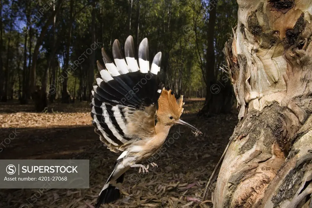 Eurasian Hoopoe (Upupa epops) arriving at nest cavity with insect to feed young, Seville, Spain