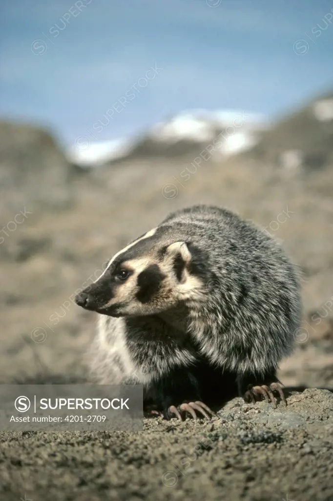 American Badger (Taxidea taxus) portrait in the spring, Idaho