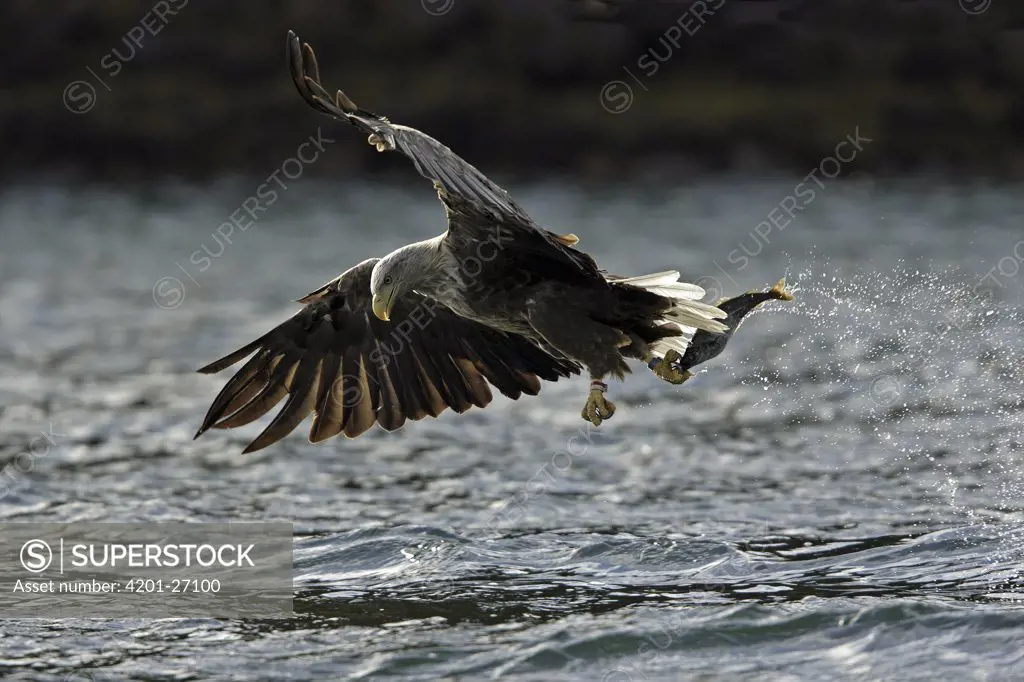 White-tailed Eagle (Haliaeetus albicilla) catching a fish, Norway
