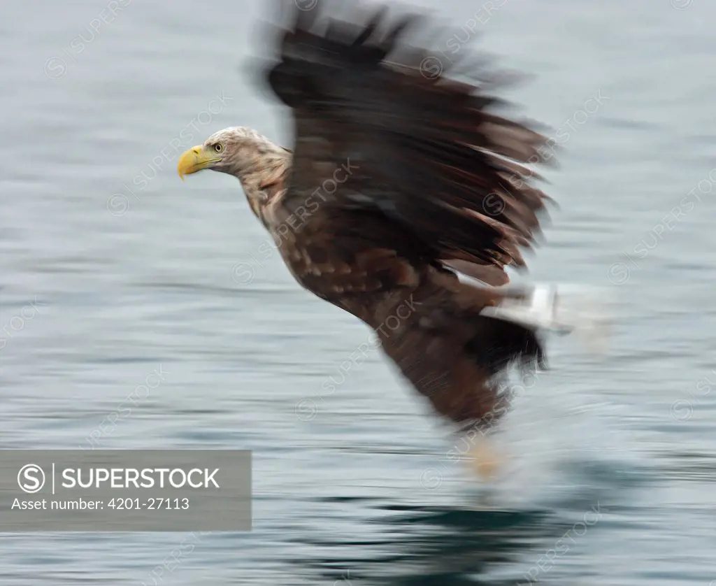 White-tailed Eagle (Haliaeetus albicilla) catching a fish, Norway