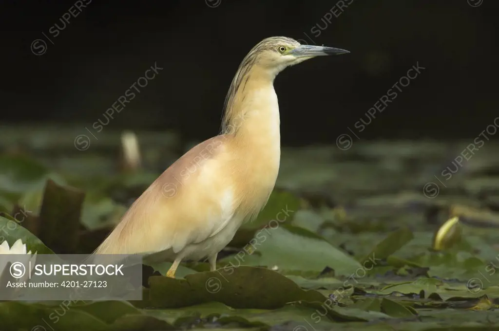 Squacco Heron (Ardeola ralloides) standing amidst water lilies, Den Helder, Netherlands