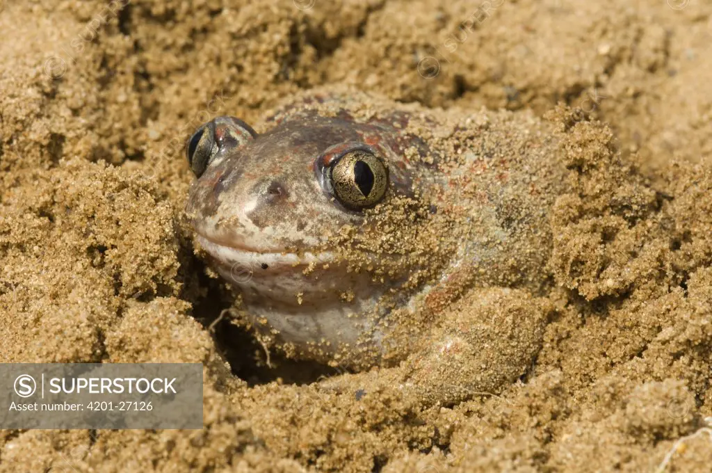 Common Spadefoot (Pelobates fuscus) toad in sand, Hungary