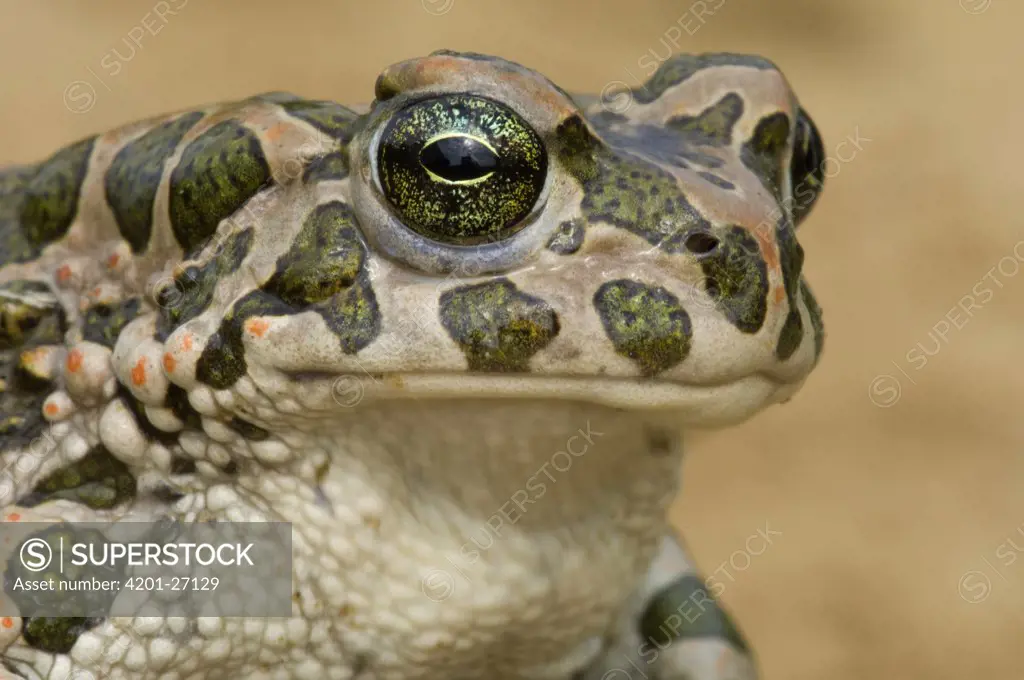 European Green Toad (Bufo viridis) portrait, Hungary