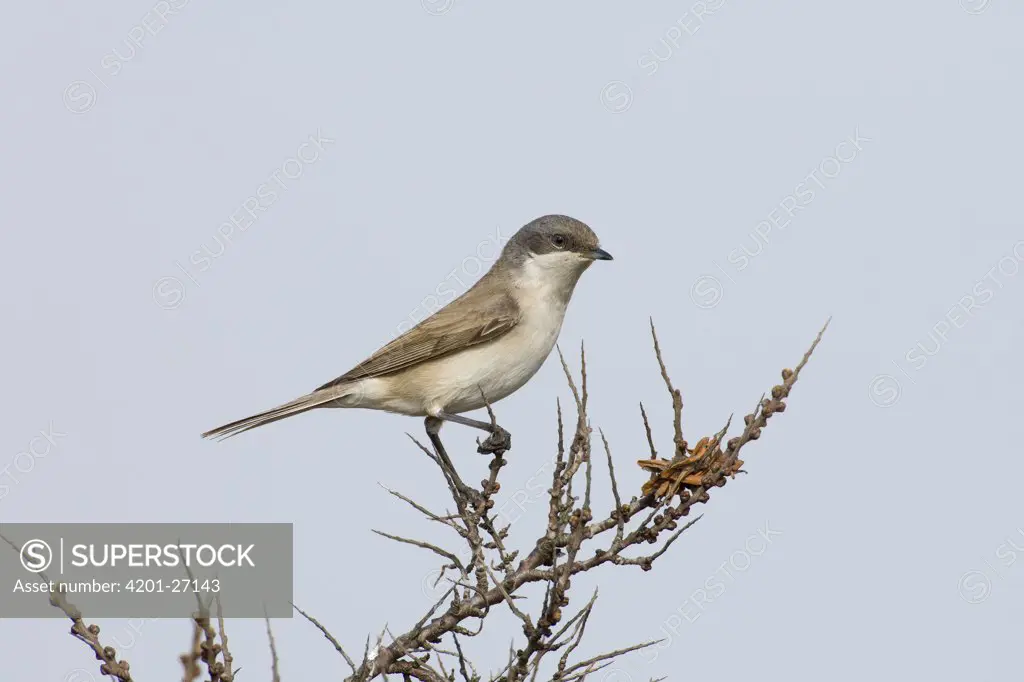 Lesser Whitethroat (Sylvia curruca) on a thorny branch, Texel, Netherlands