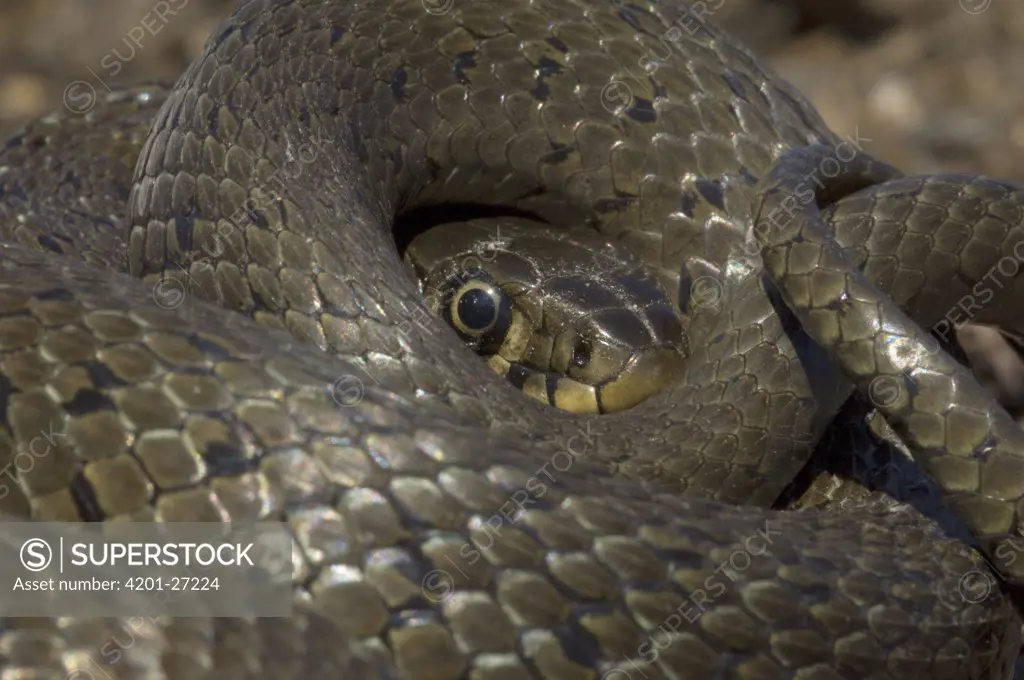 Grass Snake (Natrix natrix) coiled into defensive position, Hungary