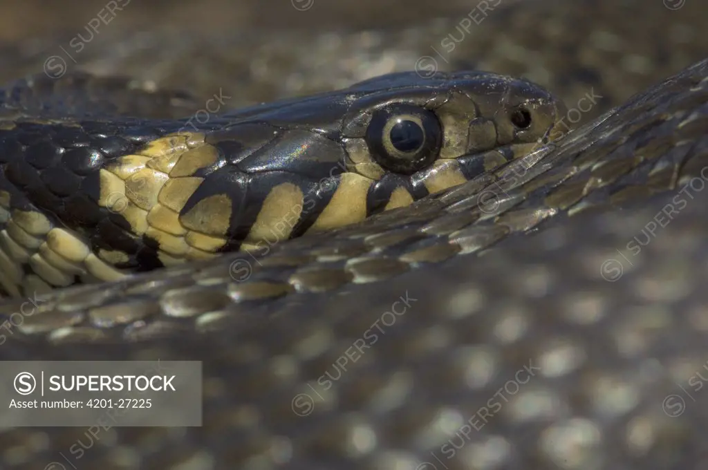 Grass Snake (Natrix natrix) portrait, Hungary