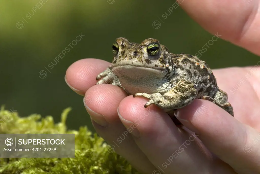 Natterjack Toad (Bufo calamita) sitting on human hand, Allier, France