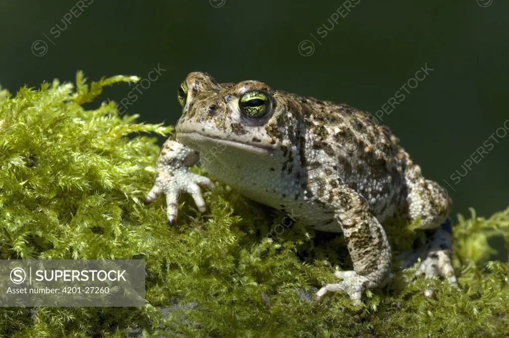 Natterjack Toad (Bufo calamita), Allier, France