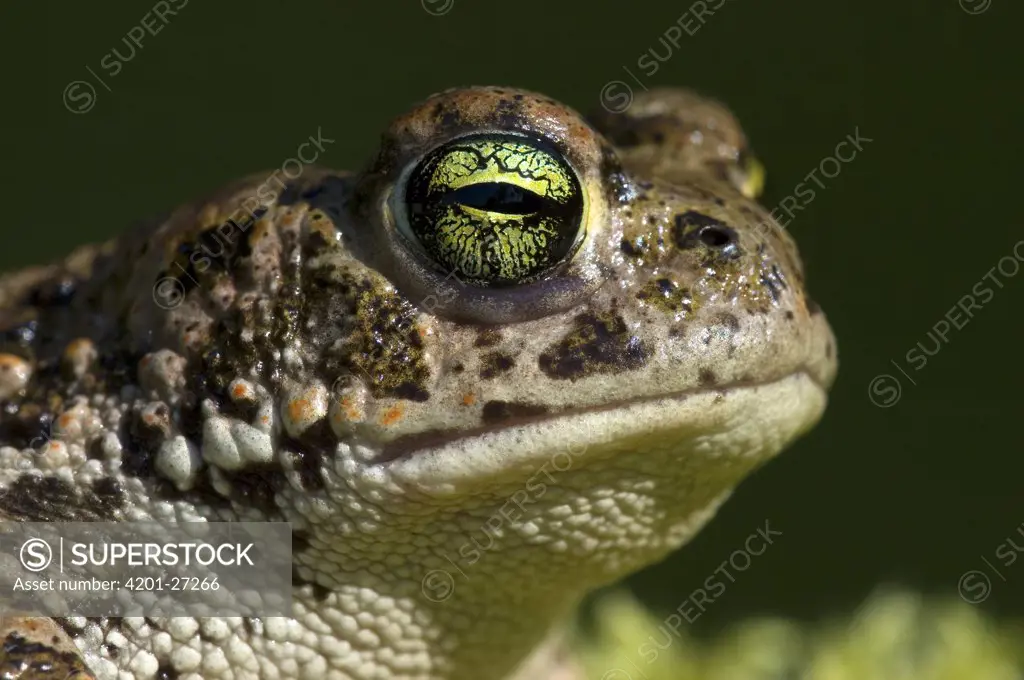Natterjack Toad (Bufo calamita) portrait, Allier, France