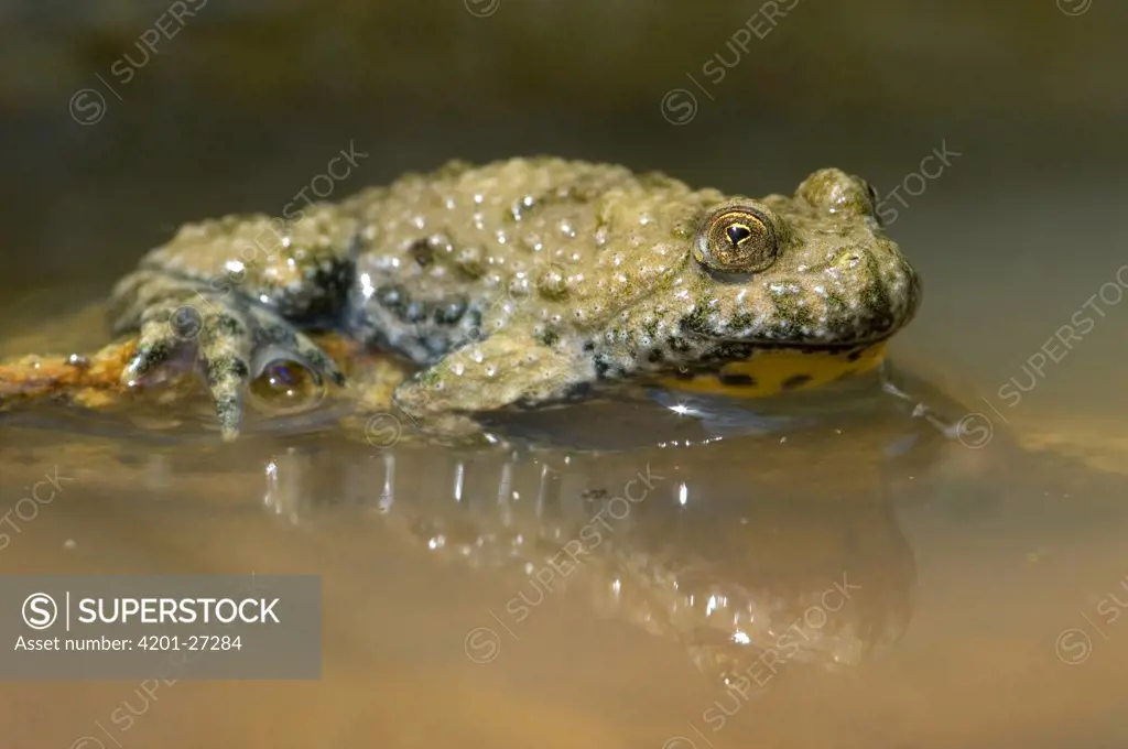 Yellow-bellied Toad (Bombina variegata), Allier, France