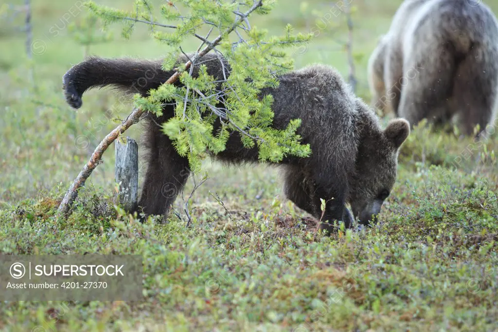 Brown Bear (Ursus arctos) juvenile urinating, Finland