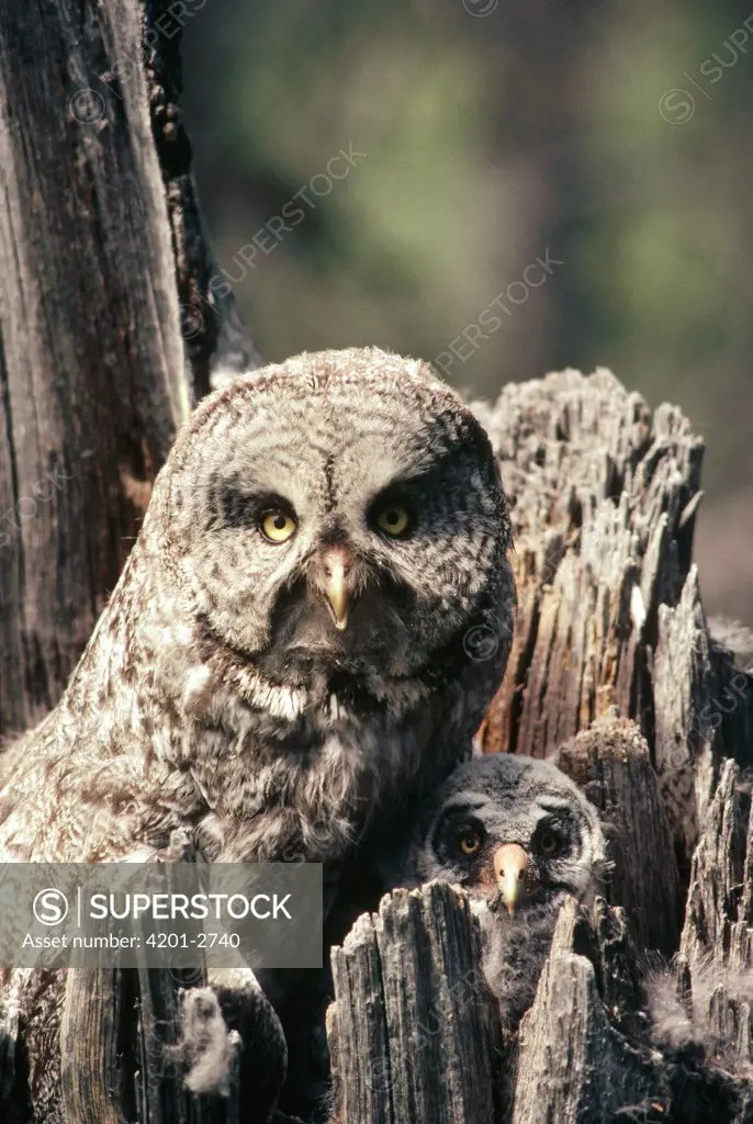 Great Gray Owl (Strix nebulosa) parent with chick in nest cavity in the spring, Idaho