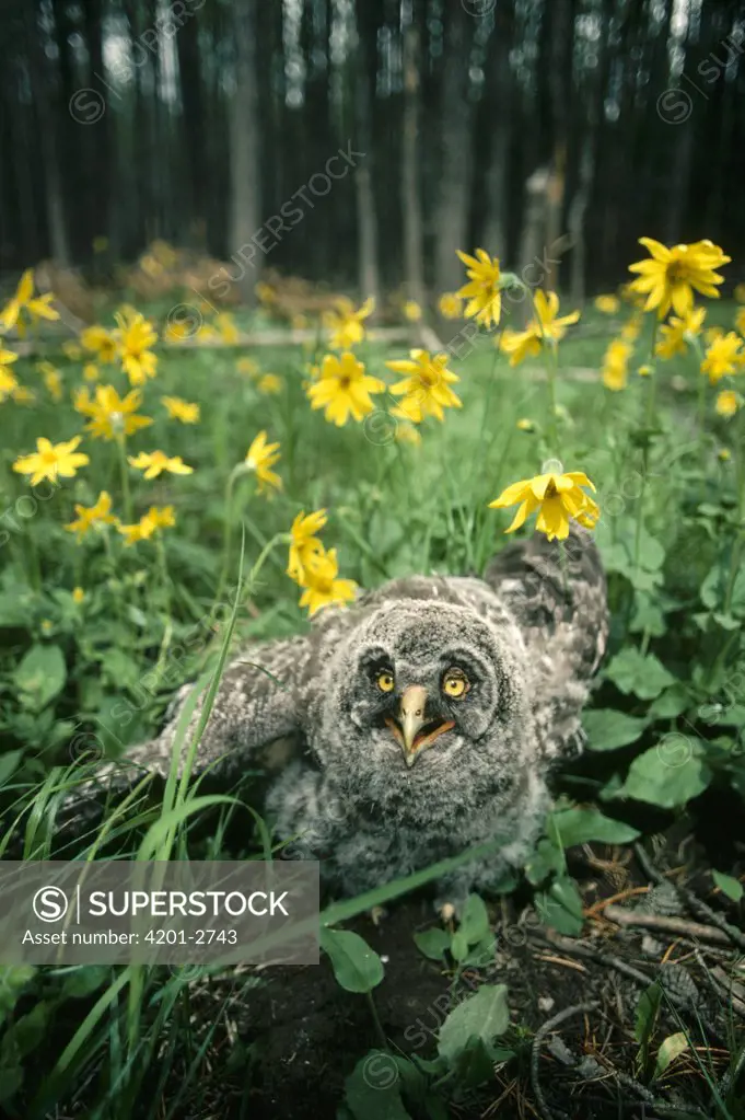 Great Gray Owl (Strix nebulosa) four week old owlet on forest floor amid flowers after jumping from nest in the summer, Idaho