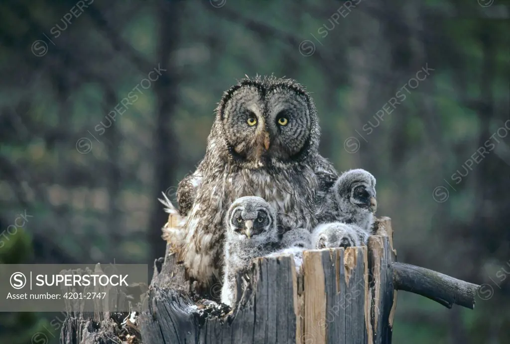 Great Gray Owl (Strix nebulosa) parent with owlets in nest cavity at top of snag, spring, Idaho