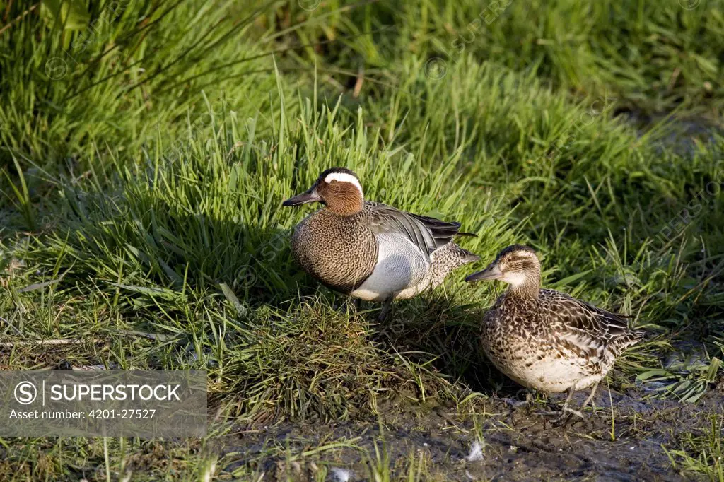 Garganey (Anas querquedula) male and female sitting in the grassland, Netherlands