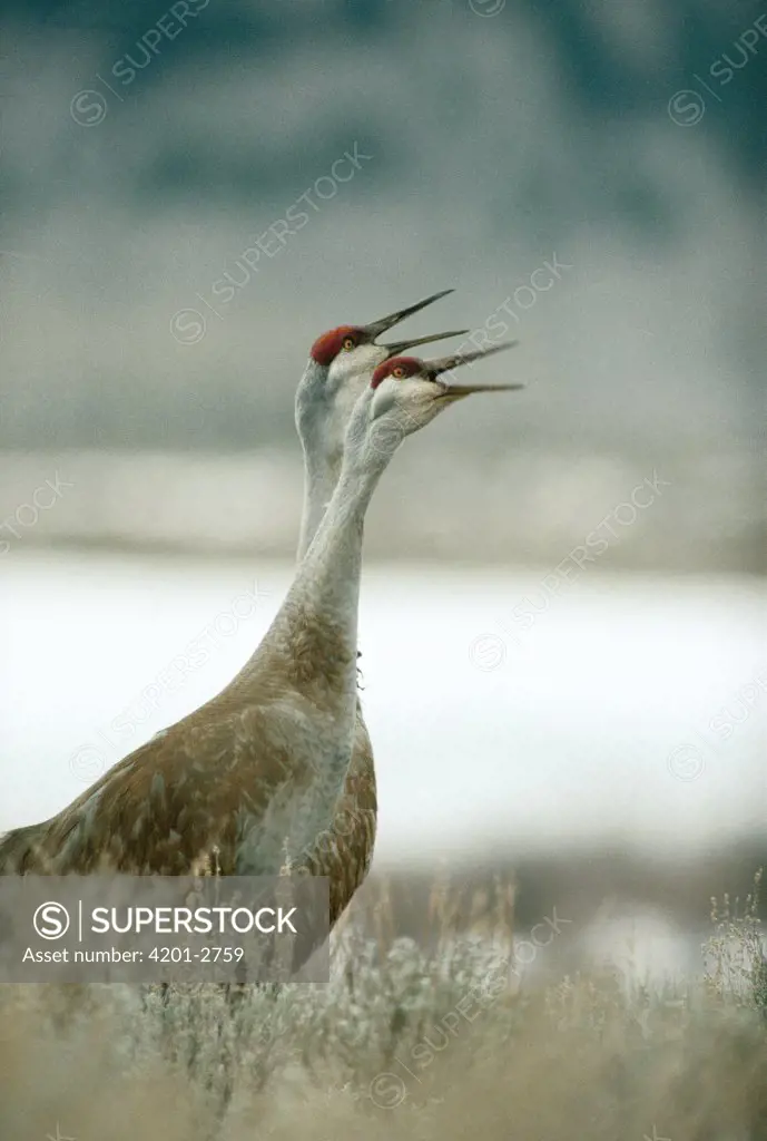 Sandhill Crane (Grus canadensis) couple defending their territory with warning calls in the spring, Idaho
