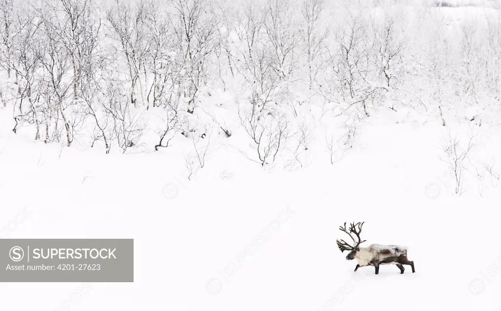 Caribou (Rangifer tarandus) in snowy landscape, Abisko, Sweden