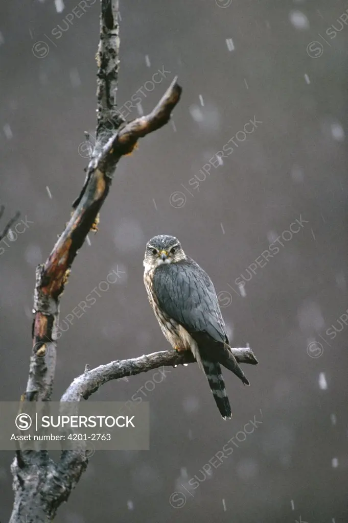 Merlin (Falco columbarius) perching in tree during snowfall, spring, Alaska