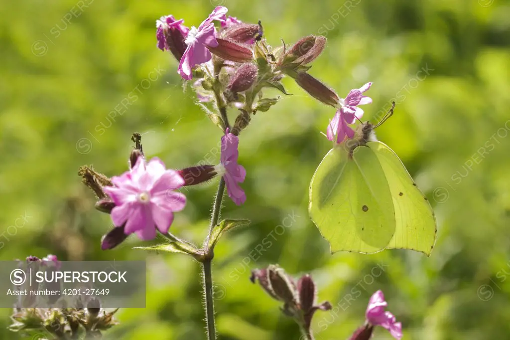 Brimstone (Gonepteryx rhamni) butterfly drinking from flower, Netherlands