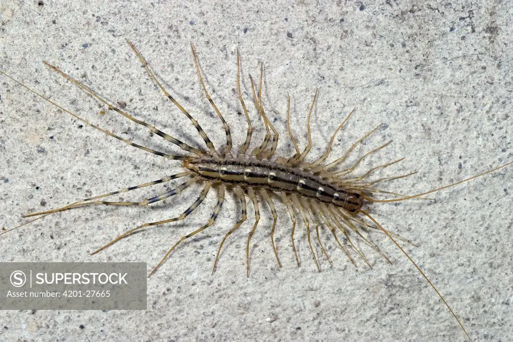 House Centipede (Scutigera coleoptrata) on basement wall, France