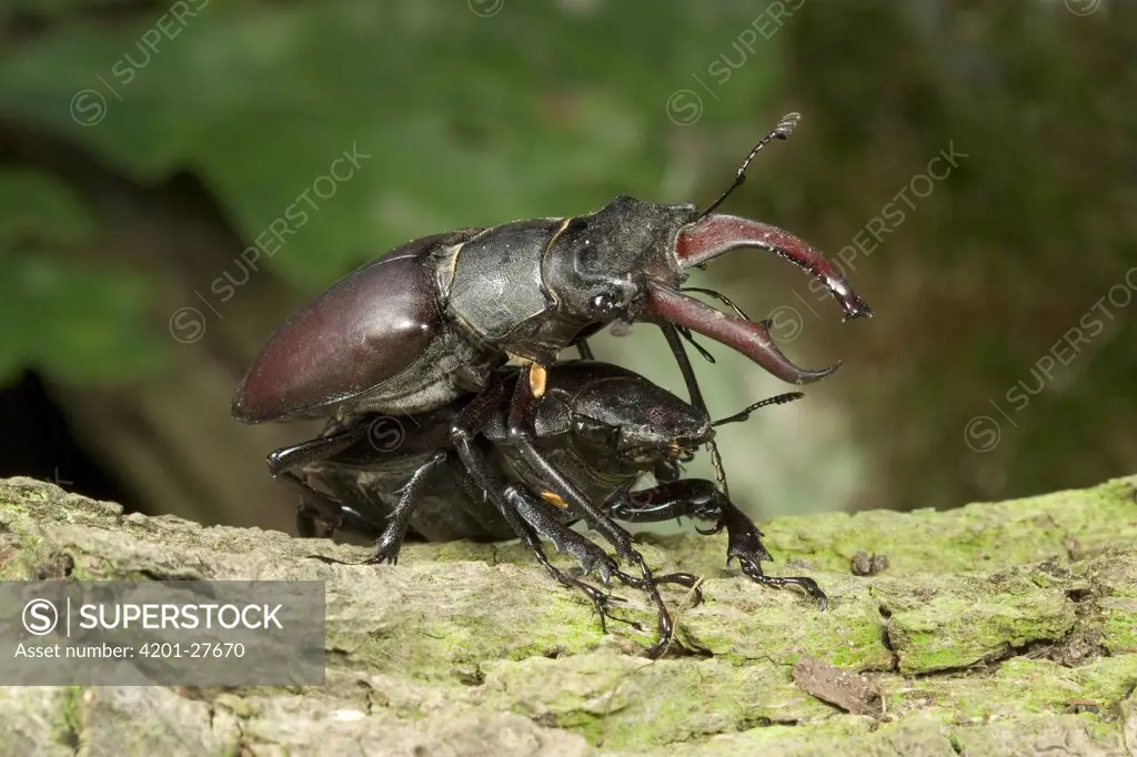 Stag Beetle (Lucanus cervus) pair mating, Limburg, Netherlands