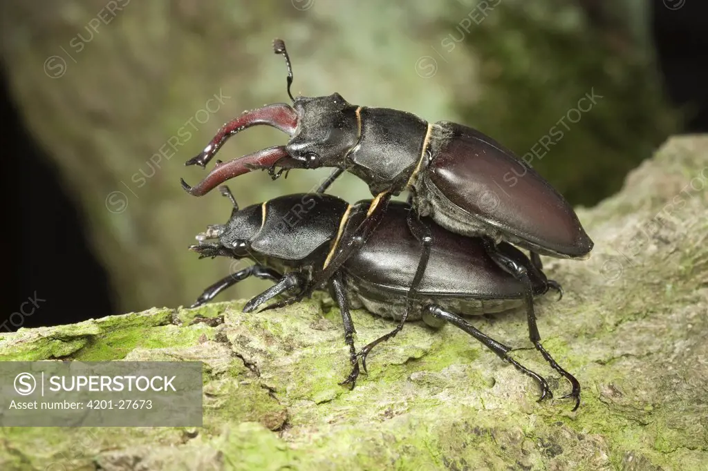 Stag Beetle (Lucanus cervus) pair mating, Limburg, Netherlands