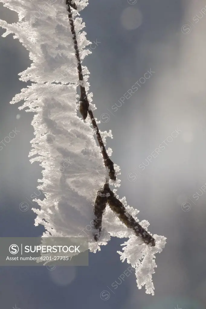 Birch (Betula sp) branch covered rime ice, Gelderland, Netherlands
