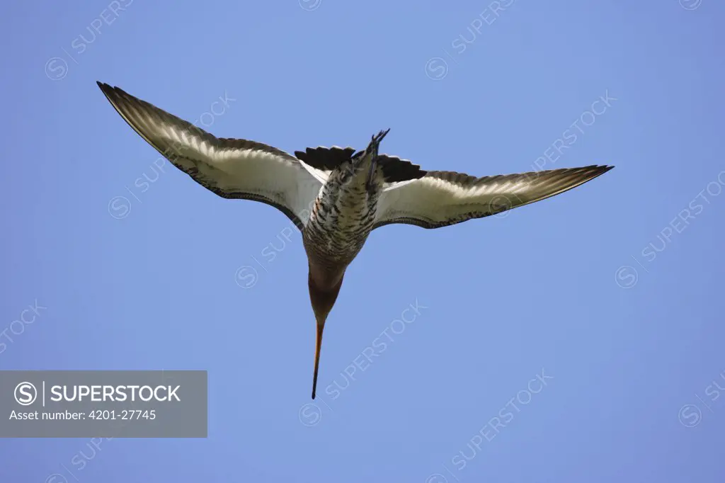 Black-tailed Godwit (Limosa limosa) flying, Arkemheen, Netherlands
