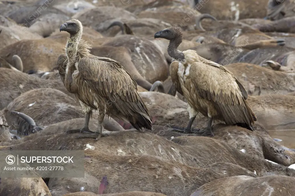 White-backed Vulture (Gyps africanus) pair on drowned Blue Wildebeests (Connochaetes taurinus), Mara River, Kenya