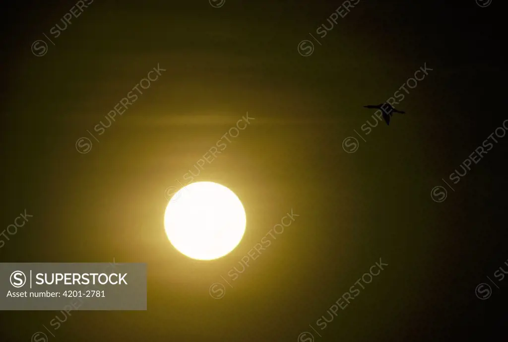 Common Loon (Gavia immer) in migratory flight in front of setting sun in the spring, Idaho