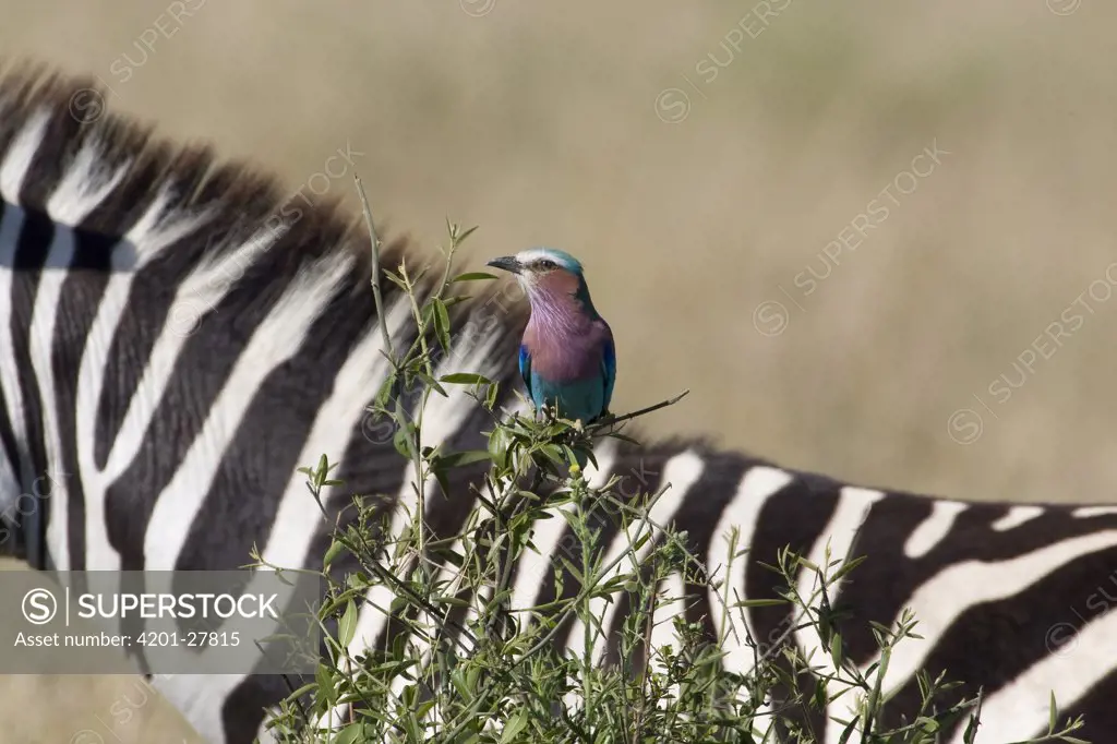 Lilac-breasted Roller (Coracias caudata) sitting on branch with a Burchell's Zebra (Equus burchellii) in the background, Kenya