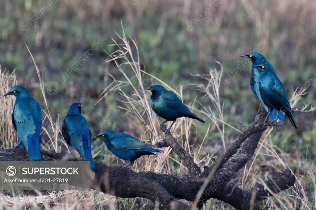 Greater Blue-eared Glossy-Starling (Lamprotornis chalybaeus) group, Sweetwaters Game Reserve, Kenya