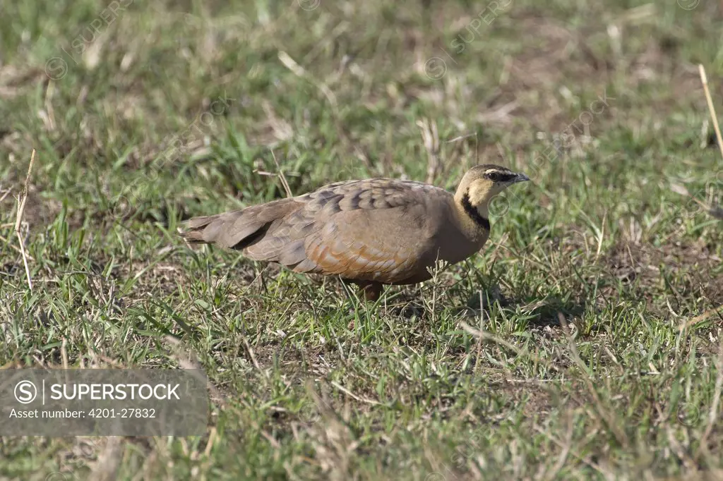Yellow-throated Sandgrouse (Pterocles gutturalis) male in the grass, Masai Mara National Reserve, Kenya