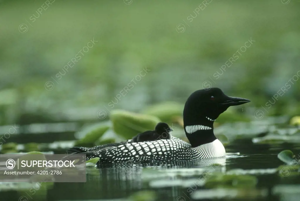 Common Loon (Gavia immer) parent with a chick on its back in the summer, Wyoming