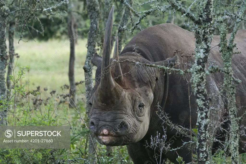 Black Rhinoceros (Diceros bicornis), tame individual, Sweetwaters Game Reserve, Kenya
