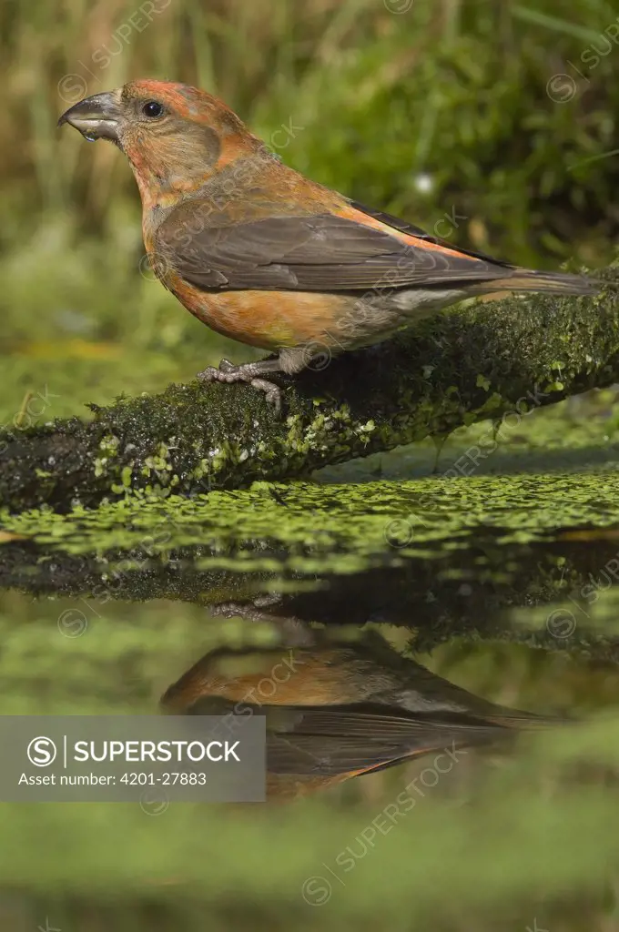 Red Crossbill (Loxia curvirostra) male at a pond to drink, Eesveen, Netherlands