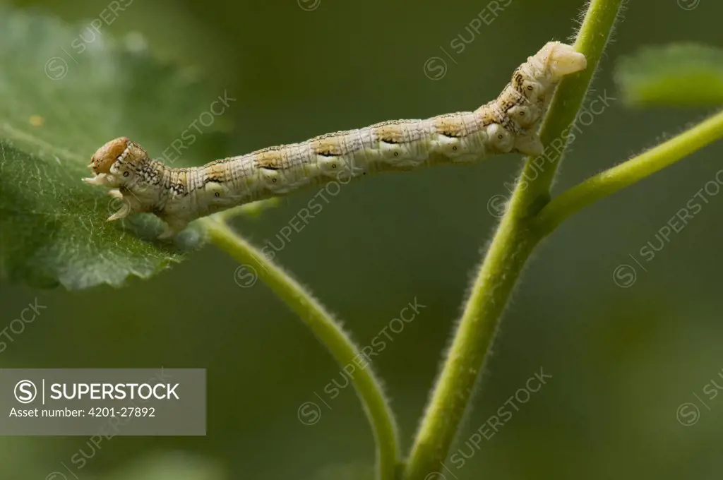 Mottled Umber (Erannis defoliaria) caterpillar, Eesveen, Netherlands