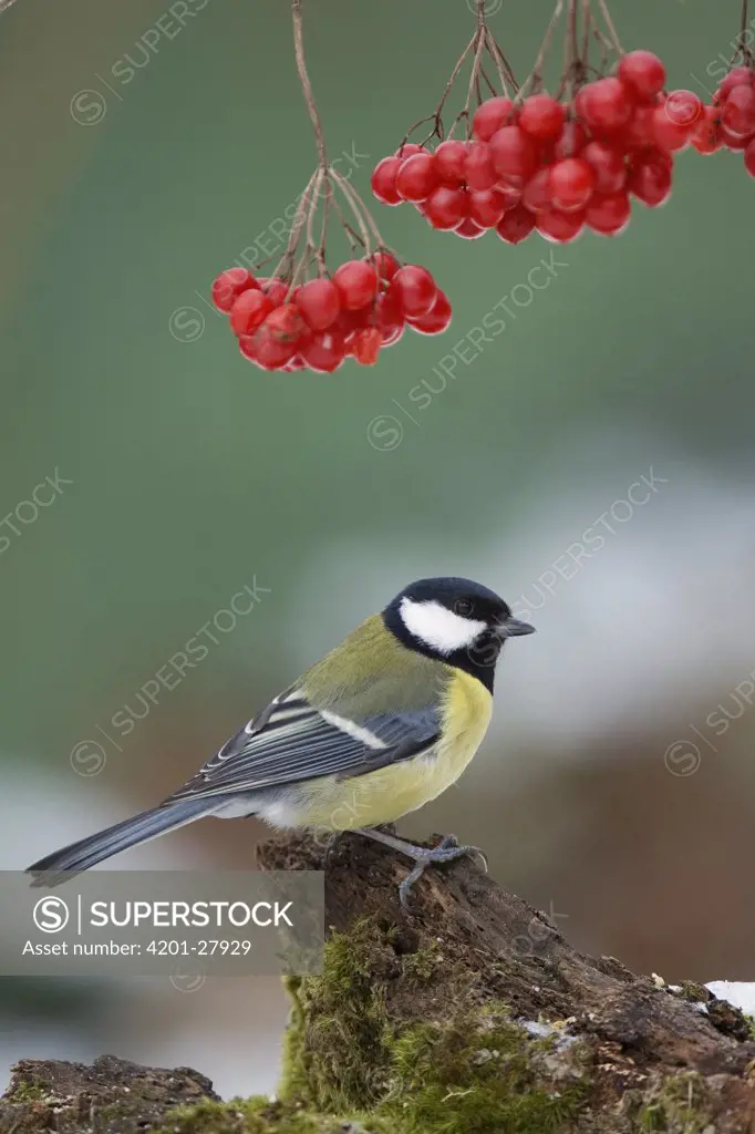 Great Tit (Parus major) sitting under a branch with red berries, Neuhaus im Solling, Germany