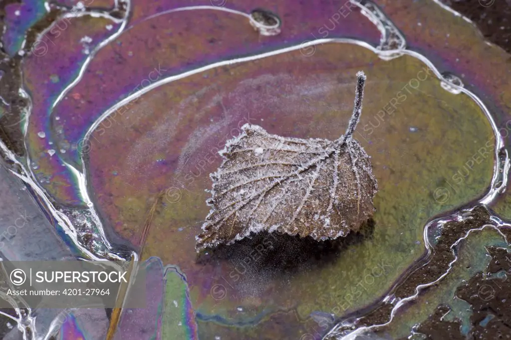 Birch (Betula sp) leaf with frost on ice, Goldenstedt, Germany